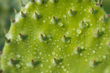 Prickly Pear Kaktüsünün Detayları, Meksika