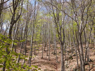 Ormandaki ağaçların manzarası.