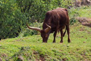 Watusi çayırda tek başına otluyor.