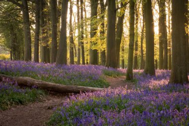 Güzel bir ormanda sarı yapraklı ağaçlar ve yerde mor ve mavi çiçekli yeşil çimenler vardır.