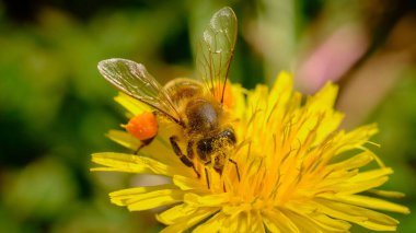 Close up of a bee with pollen on legs on a dandelion flower