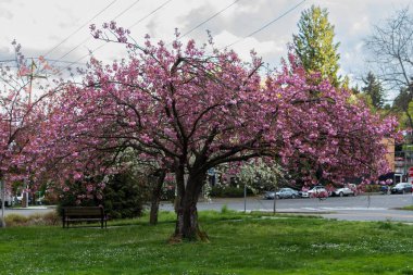 Pink cherry blossom tree at Ravena park on a sunny afternoon in Seattle, United States