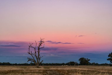 A bright pink blue sunset sky over a field with a bare tree