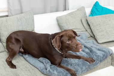 The cute Labrador catching food