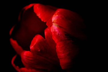Siyah bir arkaplanda izole edilmiş kırmızı bir lalenin yakın plan çekimi.