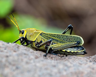 A macro shot of a green grasshopper