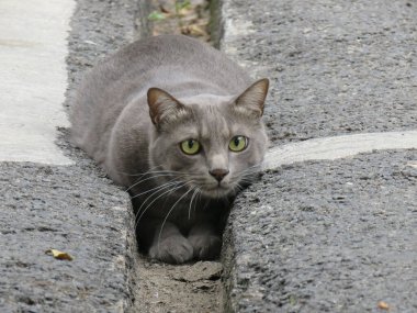 A beautiful shot of a gray cat with green eyes outdoors