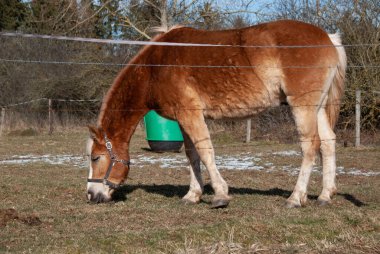 Güzel Haflinger atının bir gün boyunca topraktan ot yediği yakın plan bir fotoğraf.