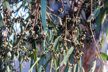 close up of eucalyptus leaves and gum nuts