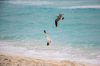 A sandy seaside with seagulls in flight