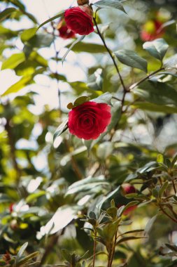 pembe Kamelya çiçek çiçeklenme