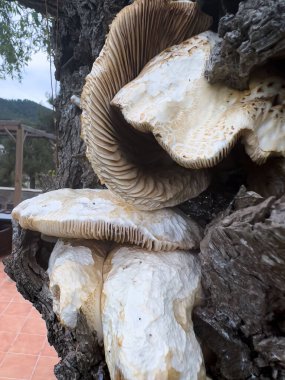 A selective focus shot of a group of big mushrooms growing on the bark of a weeping tree, macro