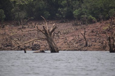 A beautiful landscape of cut trees in the lake