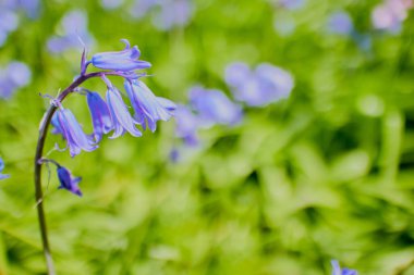 Doğadaki BlueBell çiçeklerinin seçmeli çekimi
