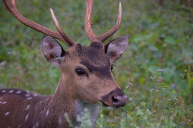 A closeup shot of a beautiful deer in the forest in Southern India