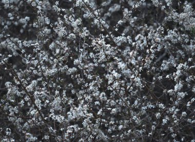 A scenic view of white flowers on branches in a park in a blurred background