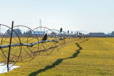 A scenic view of eagles perched on irrigation tubes in an open green field in British Columbia, Canada