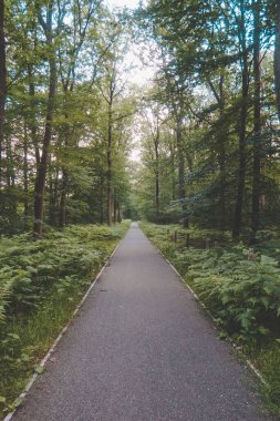 Yeşillikle çevrili bir patikanın dikey görüntüsü.