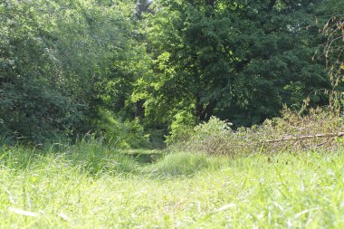 Ormanda bir yol, yeşil çizgiler ve ağaçlarla