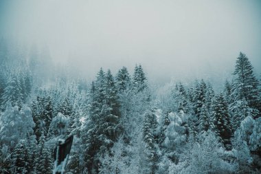Sisli bir sabahta karla kaplı bir kış ormanının dondurucu manzarası.