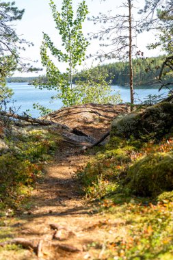 A path to a lake in a forest in Sweden on a sunny day