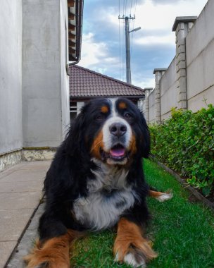 Arka bahçede mutlu bir Bernese dağ köpeğinin şirin fotoğrafları.