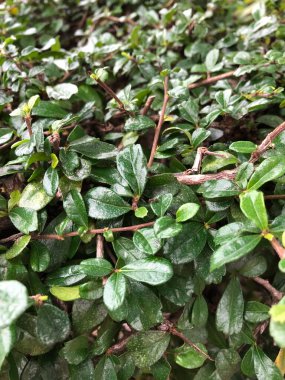 Parkta güneş ışığı altında yeşil yaprakların yakın çekimi.