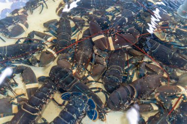 Canlı ıstakozları bir akvaryumun içinde kapatıyoruz, deniz ürünleri için akşam yemeği almaya hazırız.