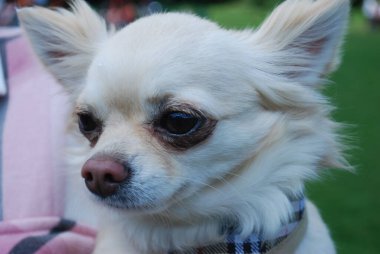 Bulanık bg üzerinde küçük beyaz köpek