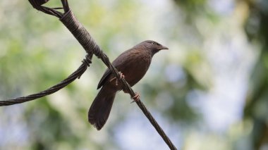 A closeup of a Jungle babbler perched on a wire