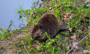 A selective of muskrat (Ondatra zibethicus) near a lake