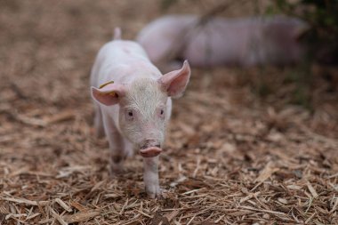 A selective focus shot of an adorable baby Pig in the farm