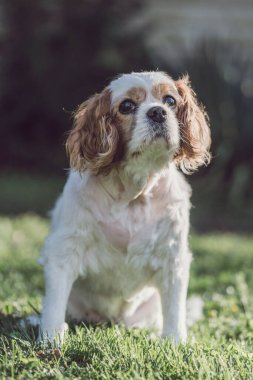 Şövalye Kral Charles Spaniel 'in parkta çekilmiş seçici bir fotoğrafı.
