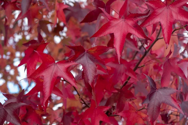 木の上に赤い葉の美しいショット — ストック写真