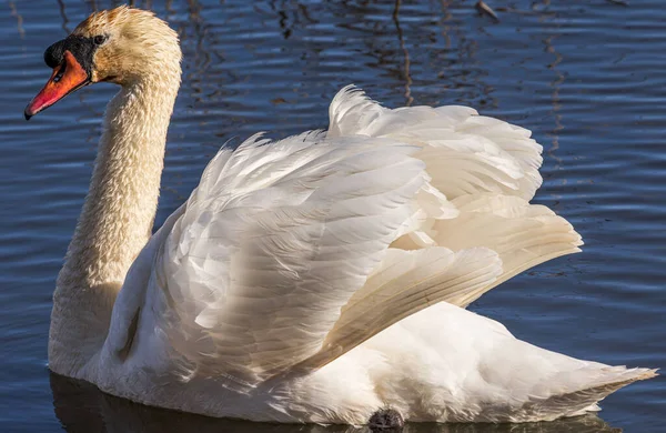 Beautiful Shot Mute Swan Wading Pond — Foto Stock