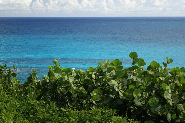 Green Wild Plants Growing Whale Bay Beach Beautiful View Sea — Stock Photo, Image