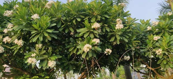 Plumeria Obtuse Champa Plumeria Obtusa Plumeria Obtusa Singapore Graveyard Flower — Stockfoto