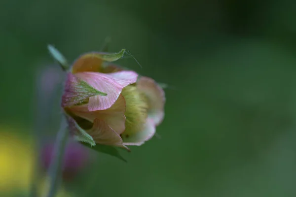 Closeup Selective Focus Shot Green Pink Flower Bud — Stock Photo, Image
