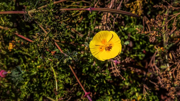 Closeup Tiny Yellow Poppy Growing Green Plants Sunlight — Stock Photo, Image