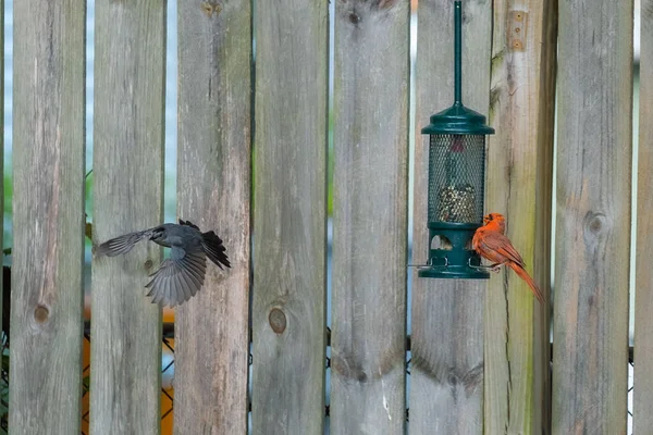 Closeup Birds Birdfeeder Wooden Fence —  Fotos de Stock