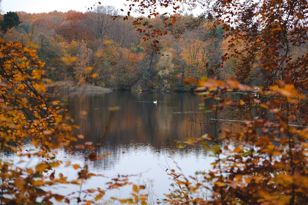 Autumn Lake Landscape Swan Water Tree Branches Foreground —  Fotos de Stock