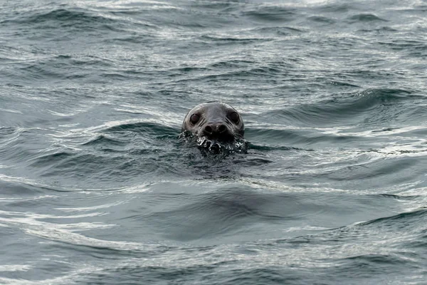 Grey Seal Sea Coquet Island Northumberland — Stock Photo, Image