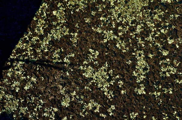 Closeup Shot Growing Lichens Wood — 스톡 사진