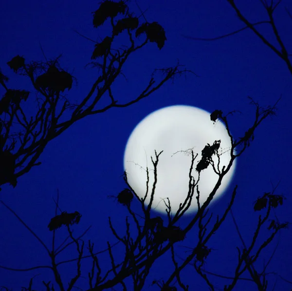 Stunning View Full Moon Tree Branches Leaves Blue Sky Background — Foto Stock