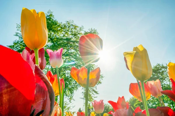 Low Angle Closeup Colorful Blooming Tulips Garden Sun Rays — Stock Photo, Image