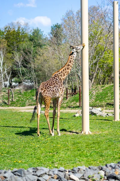 Masai Giraffes Njuter Solen Sin Inhägnad Franklin Park — Stockfoto