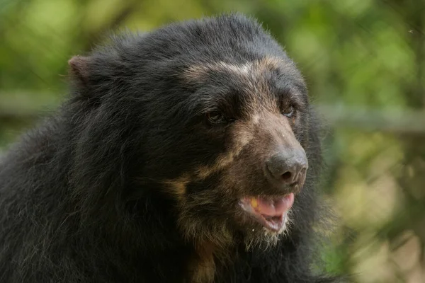 Spectacled Bear Zoo Aguas Calientes Peru — Fotografia de Stock
