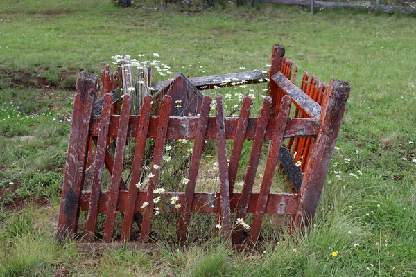 Old Grave Site Growing Flowers —  Fotos de Stock