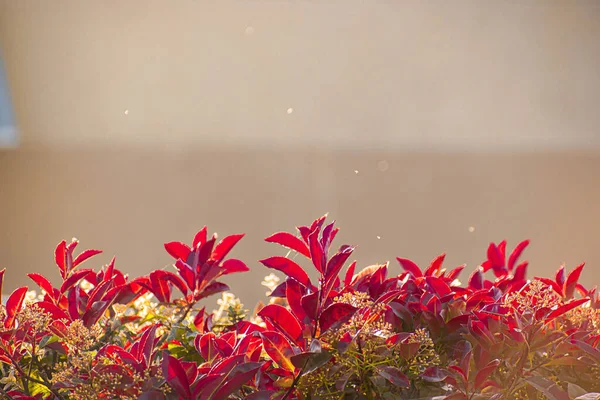 Крупный План Красной Листвы Солнечным Светом Photinia Glabra Японская Фотония — стоковое фото