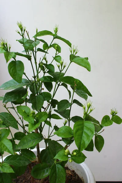 Closeup Arabian Jasmine Mogra Plant Buds Growing Pot — Stock fotografie
